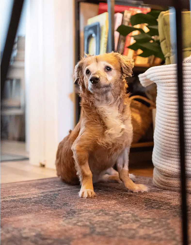 He Was Too Traumatized to Move—Now He’s Healing: Sign the Petition to Help Dogs Like Tiki